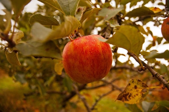 Easy Pickin's Orchard | 2Teaspoons.com