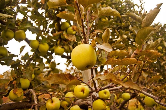 Easy Pickin's Orchard | 2Teaspoons.com