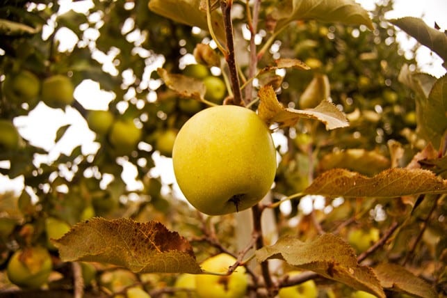 Easy Pickin's Orchard | 2Teaspoons.com