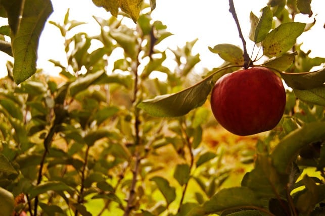 Easy Pickin's Orchard | 2Teaspoons.com