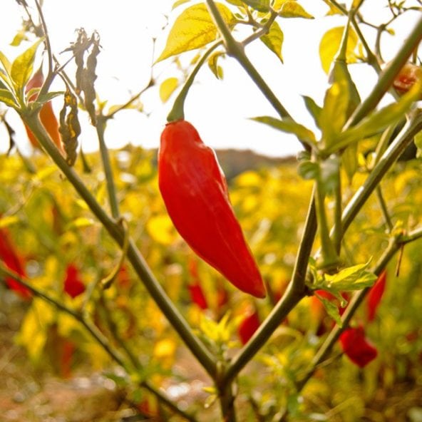 Easy Pickin s Veggie Picking 2teaspoons