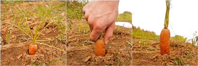 Easy Pickin's Veggie Picking - 2Teaspoons