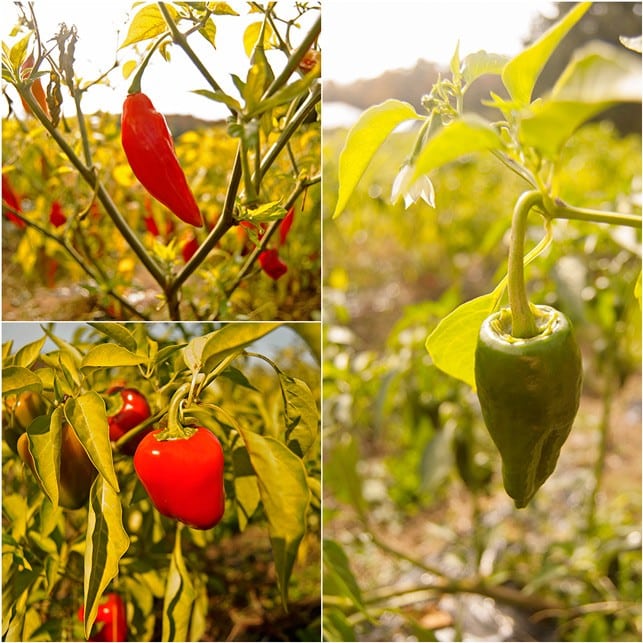 Easy Pickin's Veggie Picking - 2Teaspoons