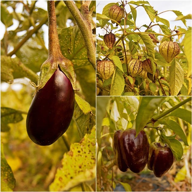 Easy Pickin's Veggie Picking - 2Teaspoons