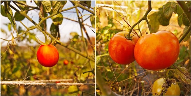 Easy Pickin's Veggie Picking - 2Teaspoons