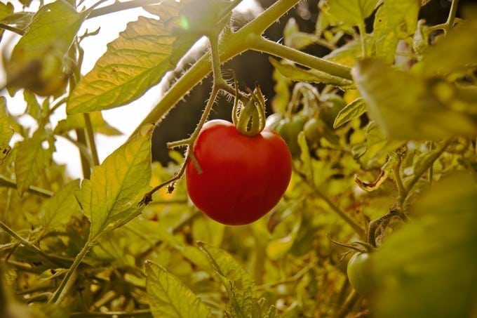 Easy Pickin’s Veggie Picking! - 2Teaspoons